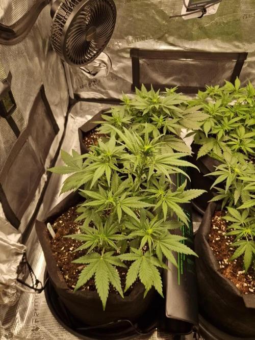 Lemon Cherry Cookies Auto - Fast_Buds