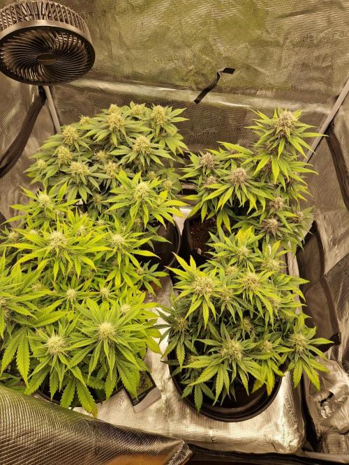 Lemon Cherry Cookies Auto - Fast_Buds. Week 7