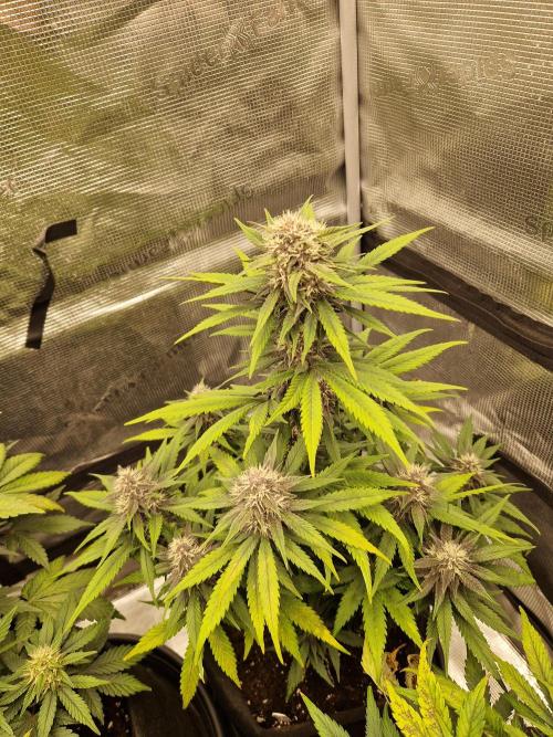 Lemon Cherry Cookies Auto - Fast_Buds. Week 7