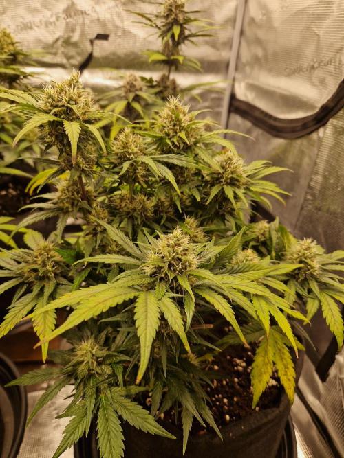 Lemon Cherry Cookies Auto - Fast_Buds. Week 7