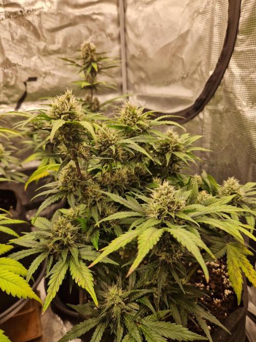 Lemon Cherry Cookies Auto - Fast_Buds. Week 7
