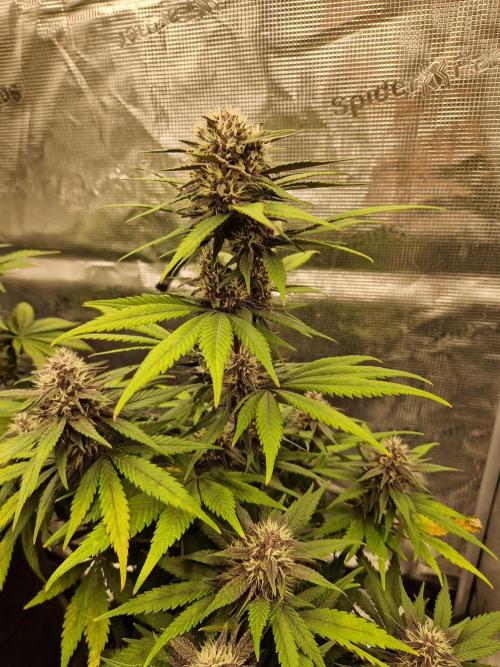 Lemon Cherry Cookies Auto - Fast_Buds. Week 7