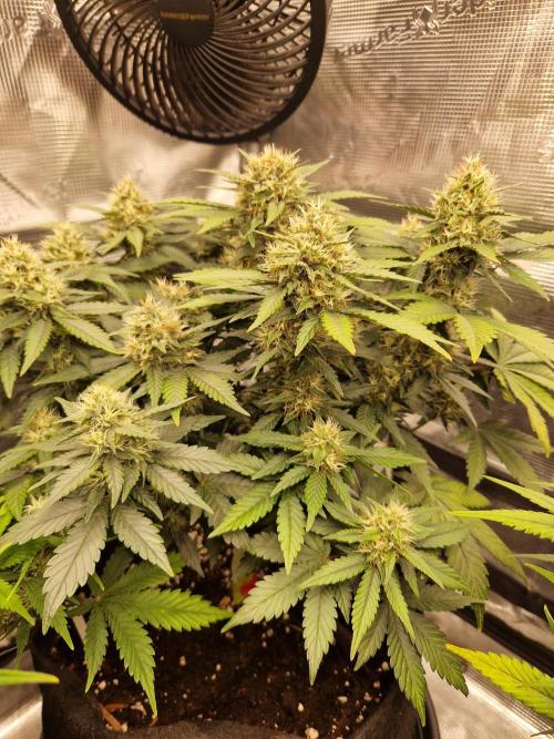 Lemon Cherry Cookies Auto - Fast_Buds. Week 7