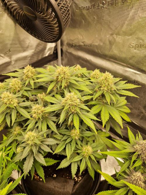 Lemon Cherry Cookies Auto - Fast_Buds. Week 7
