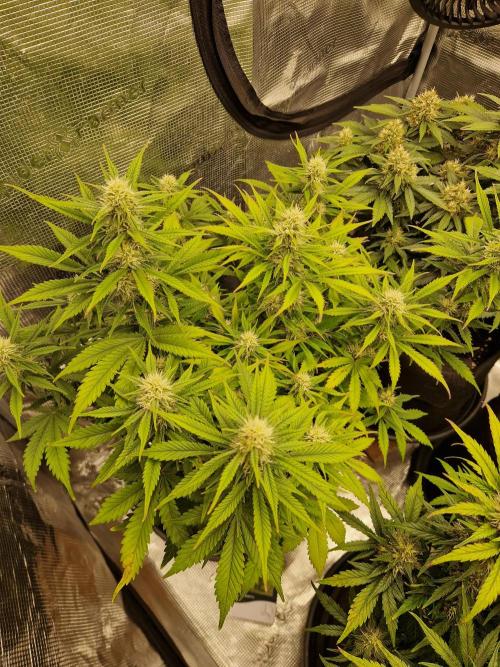 Lemon Cherry Cookies Auto - Fast_Buds. Week 7