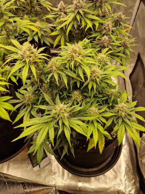 Lemon Cherry Cookies Auto - Fast_Buds. Week 7