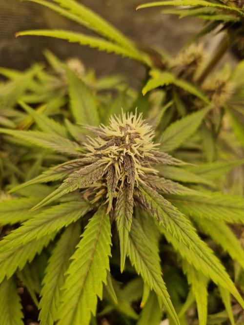 Lemon Cherry Cookies Auto - Fast_Buds. Week 7