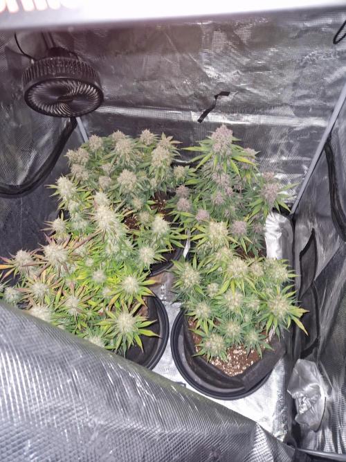 Lemon Cherry Cookies Auto - Fast_Buds. Week 9