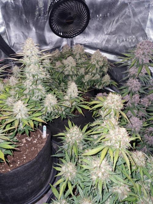 Lemon Cherry Cookies Auto - Fast_Buds. Week 9