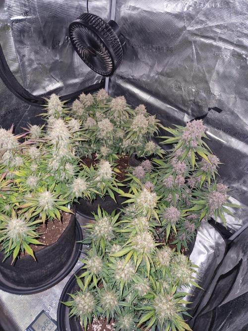 Lemon Cherry Cookies Auto - Fast_Buds. Week 9
