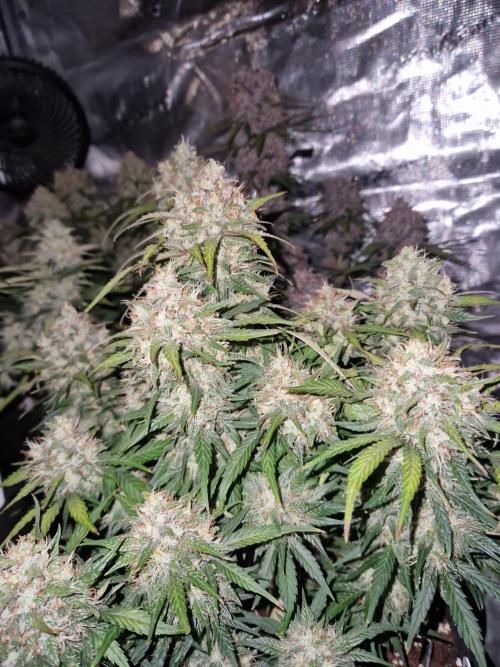 Lemon Cherry Cookies Auto - Fast_Buds. Week 9