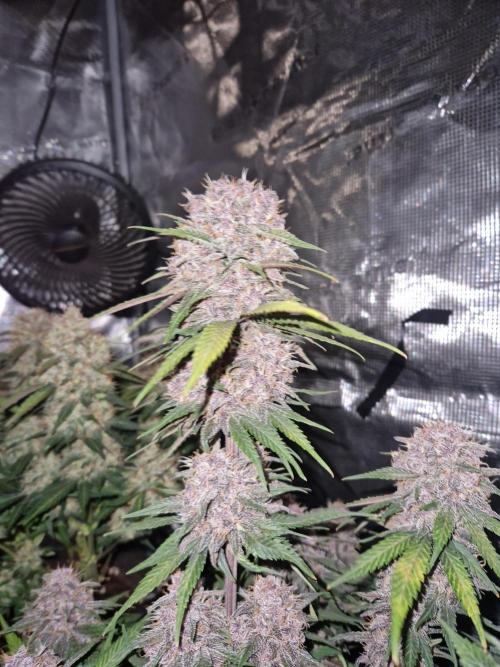 Lemon Cherry Cookies Auto - Fast_Buds. Week 9