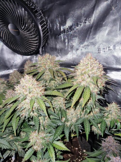 Lemon Cherry Cookies Auto - Fast_Buds. Week 9