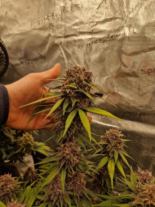 Lemon Cherry Cookies Auto - Fast_Buds. Week 9