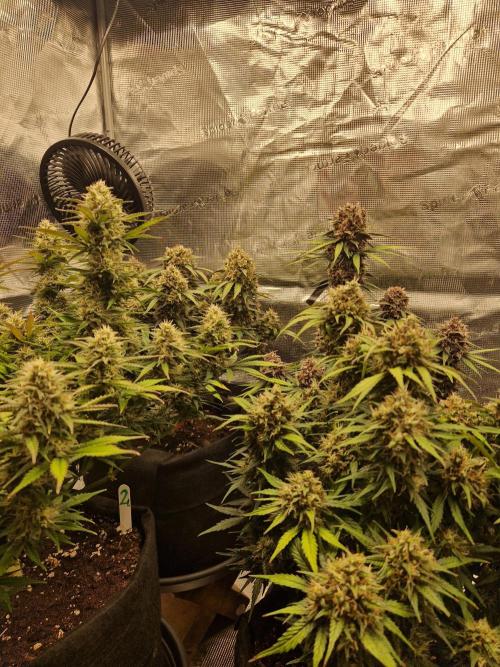 Lemon Cherry Cookies Auto - Fast_Buds. Week 9