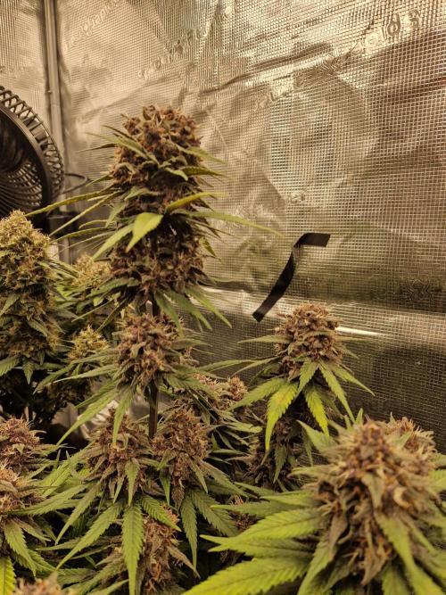 Lemon Cherry Cookies Auto - Fast_Buds. Week 9