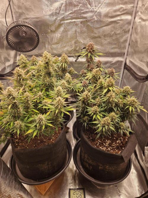 Lemon Cherry Cookies Auto - Fast_Buds. Week 9