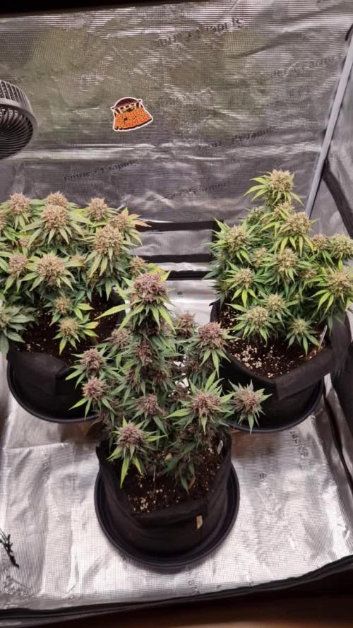 Lemon Cherry Cookies Auto - Fast_Buds