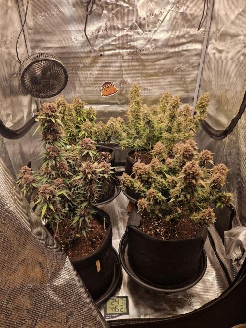 Lemon Cherry Cookies Auto - Fast_Buds. Week 11