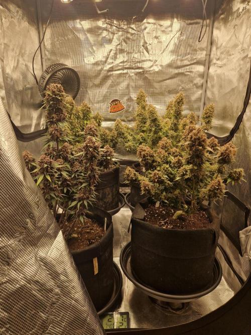 Lemon Cherry Cookies Auto - Fast_Buds. Week 11