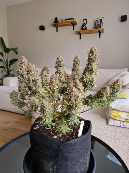 Lemon Cherry Cookies Auto - Fast_Buds. Week 11