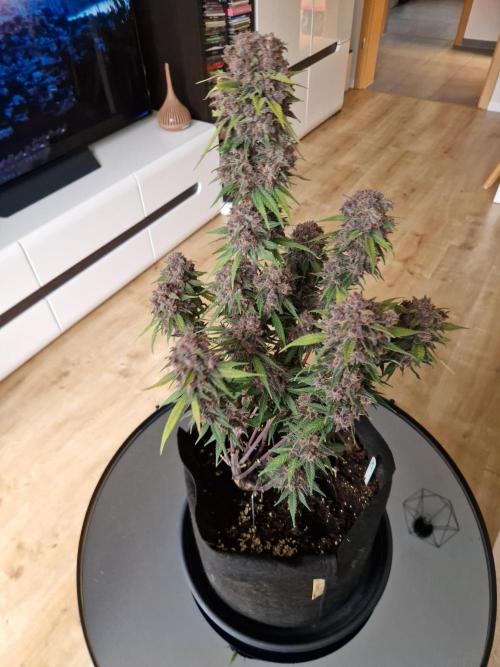 Lemon Cherry Cookies Auto - Fast_Buds. Week 11