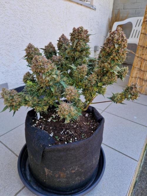 Lemon Cherry Cookies Auto - Fast_Buds. Week 11