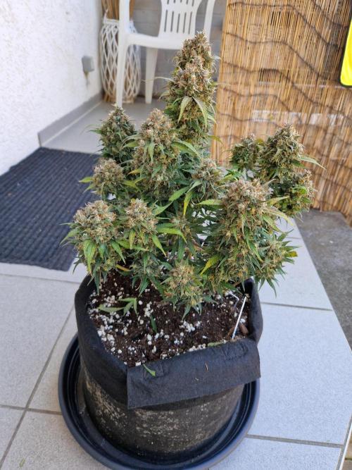 Lemon Cherry Cookies Auto - Fast_Buds. Week 11