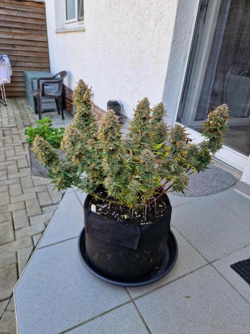 Lemon Cherry Cookies Auto - Fast_Buds. Week 11