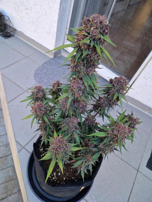 Lemon Cherry Cookies Auto - Fast_Buds. Week 11