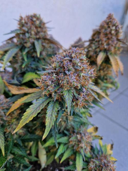Fast Buds - Lemon Cherry Cookies Auto by pe_pe