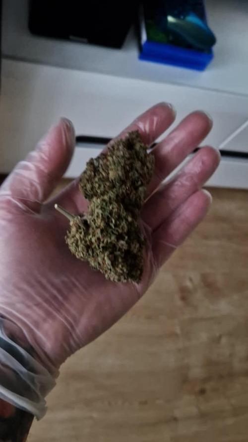 Lemon Cherry Cookies Auto - Fast_Buds