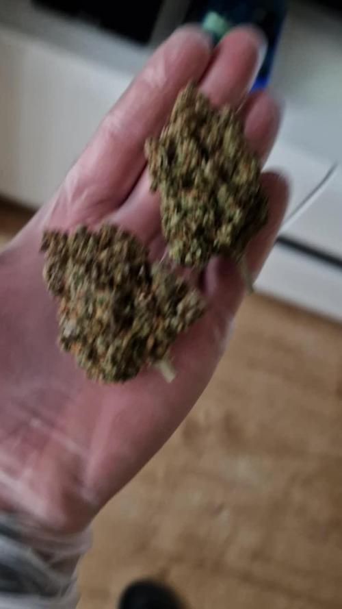 Lemon Cherry Cookies Auto - Fast_Buds