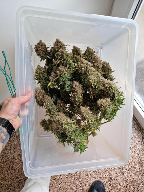 Lemon Cherry Cookies Auto - Fast_Buds. Week 11