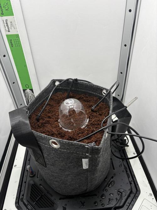 First grow ☮️. Week 0