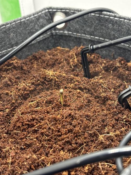 First grow ☮️. Week 0