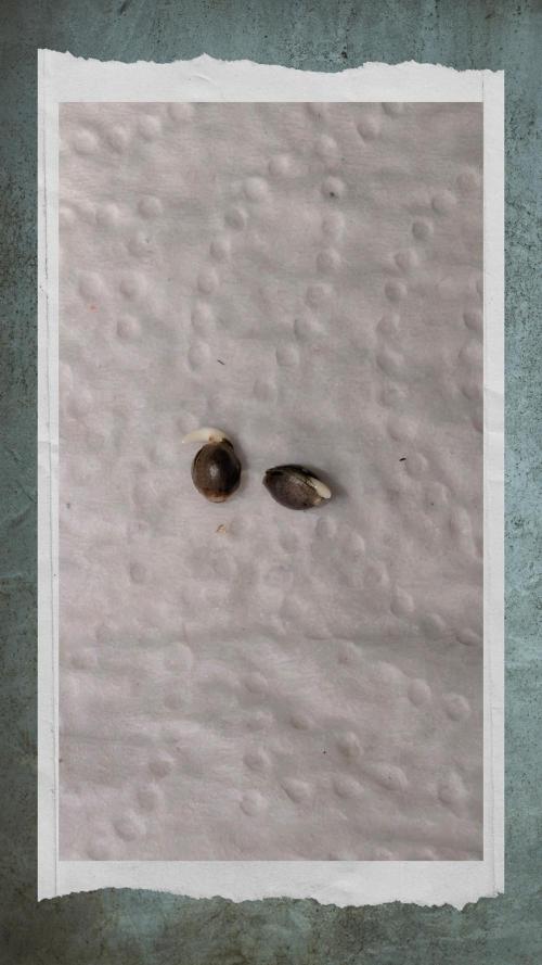 Mexican Rush. Week 0 - Success! 100% germination rate using the wet paper towel method