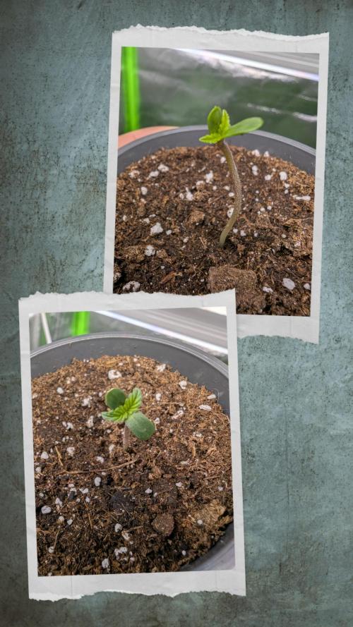 Mexican Rush. Week 0 - Both seedlings popped out of the soil and are looking green and healthy