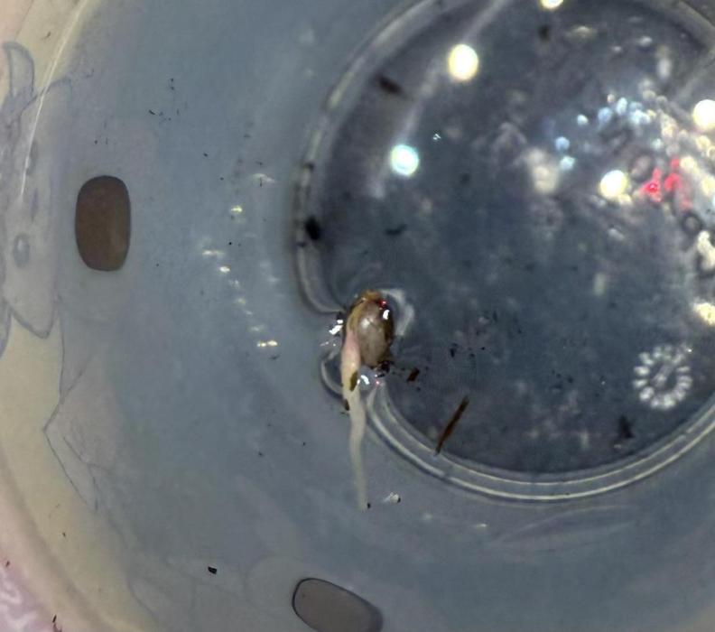 die ersten Biscotti. Week 0