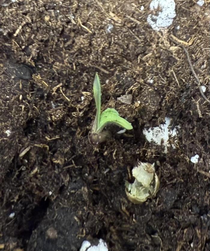 die ersten Biscotti. Week 1