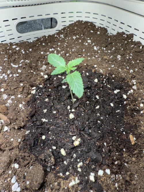 die ersten Biscotti. Week 2 - 8. Tag