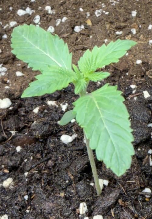 die ersten Biscotti. Week 2 - 8. Tag