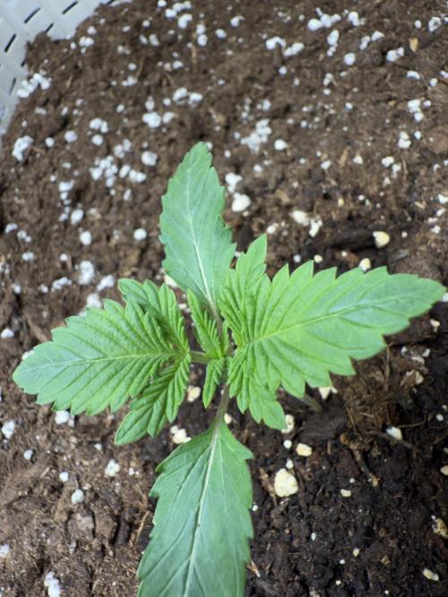 die ersten Biscotti. Week 2 - 8. Tag