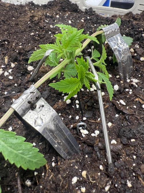 die ersten Biscotti. Week 3 - 18.Tag