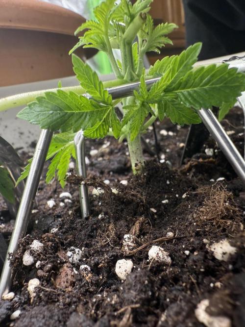 die ersten Biscotti. Week 3 - Woche 3. Tag 4.