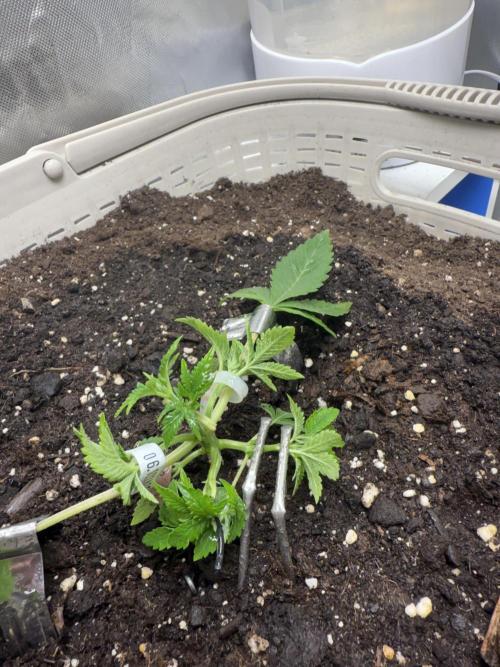 die ersten Biscotti. Week 3