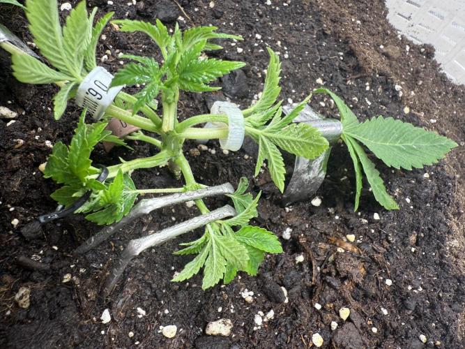 die ersten Biscotti. Week 3 - Woche 3. Tag 6.