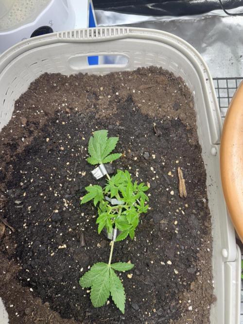 die ersten Biscotti. Week 4 - Woche 4.