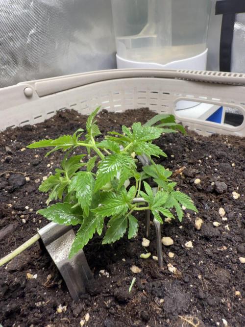 die ersten Biscotti. Week 4