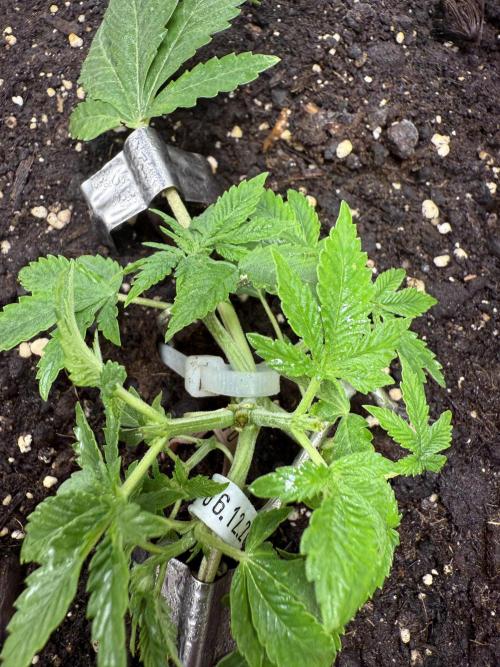 die ersten Biscotti. Week 4